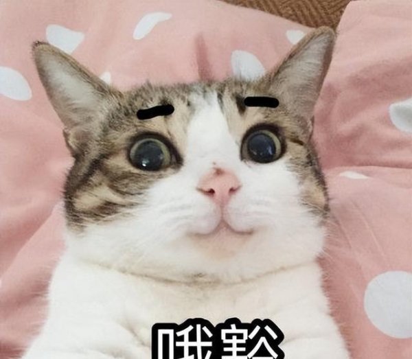 路易泽 猫咪是如何“辨认”你的？原来是这几方面，刷脸没用！